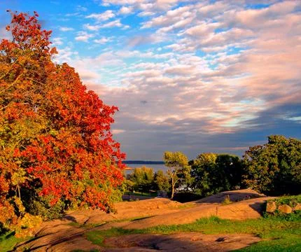 Autumn maple trees in fall city park Stock Photos
