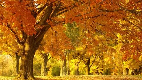 Autumn Maple Trees with Golden Fall Foliage in Park Stock Photos