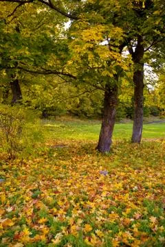 Autumn maple trees in the park Stock Photos