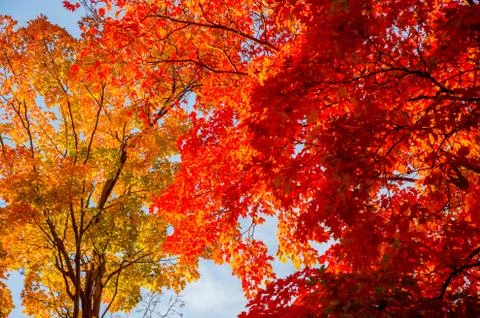 Autumn maple trees Stock Photos