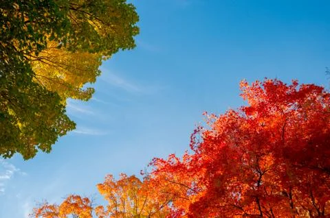 Autumn maple trees Stock Photos