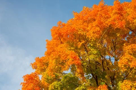Autumn maple trees Stock Photos