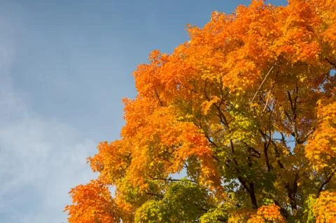 Autumn maple trees Stock Photos