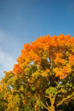 Autumn maple trees Stock Photos