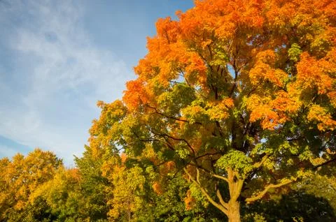 Autumn maple trees Stock Photos