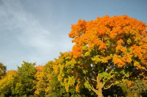 Autumn maple trees Stock Photos