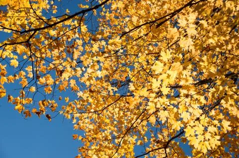 Autumn maple trees Stock Photos
