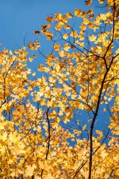 Autumn maple trees Stock Photos