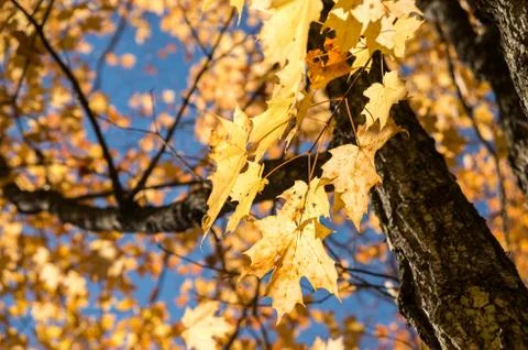 Autumn maple trees Stock Photos