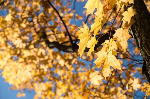 Autumn maple trees Foto stock