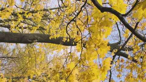 Autumn maple trees in windy day Stock Footage 201644375