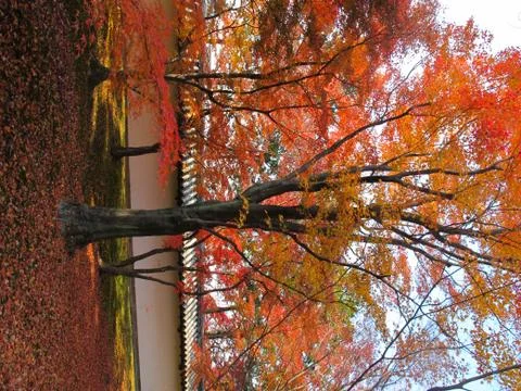 Autumn maple tress around temple wall in japan Stock Photos