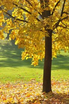 Autumn maple trunk Stock Photos