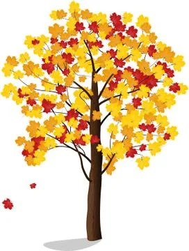 Autumn maple vector Stock Illustration