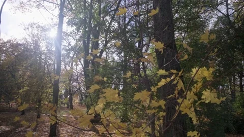 Autumn maple in the wind. Vídeos de archivo 143078248