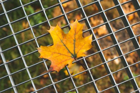 Autumn maple yellow leaf on a gray metal lattice. Abstract background, fall s Foto stock