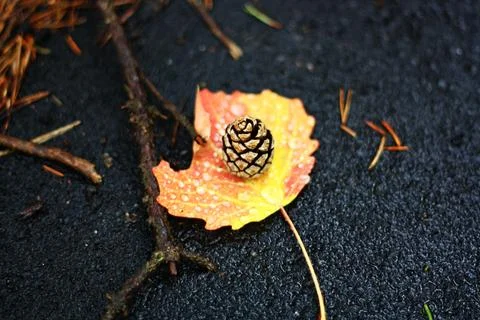 Autumn. A maple yellow leaf is lying on the asphalt, a fir cone is lying on i Foto stock