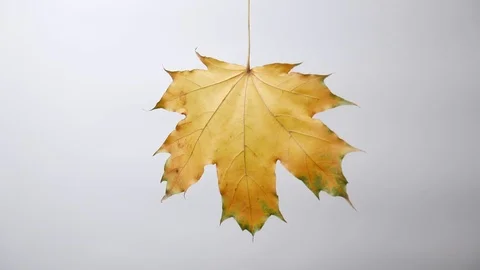 Autumn maple yellow leaf sways in the wind on white background. Stock Footage 100775936