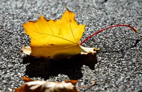 Autumn mapple leaf Stock Photos