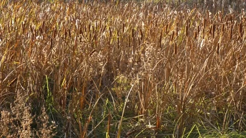 Autumn marsh landscape filled with dry brown cattail spikes 動画素材 338300802
