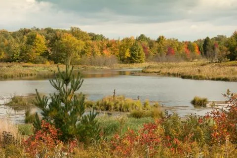 Autumn at the Marsh Stock Photos