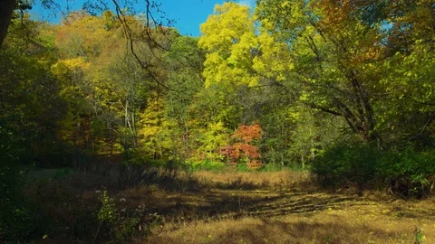 Autumn Meadow 스톡 동영상 91395430