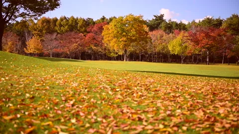 Autumn Meadow Видео 330612917