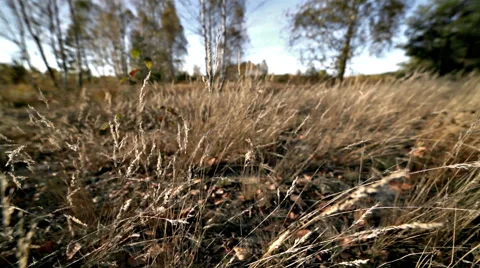 Autumn meadow grass in wind Stock Footage 42690710