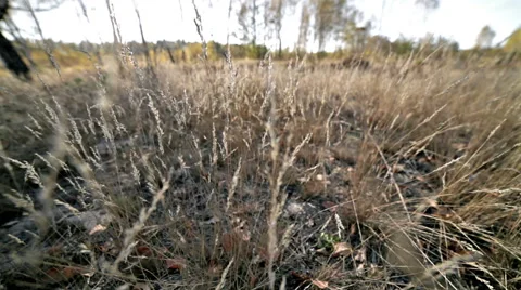 Autumn meadow grass in wind Stock Footage 42690715