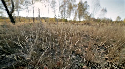 Autumn meadow grass in wind Stock Footage 42690718