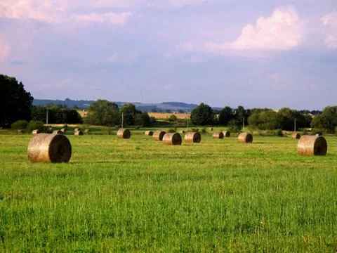 Autumn meadow Stock Photos