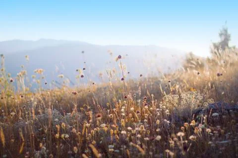 Autumn meadow Stock Photos