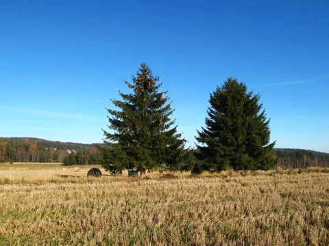 Autumn meadow with two trees Stock Photos