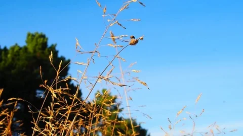 Autumn meadow with yellow grass. Stock Footage 80868080