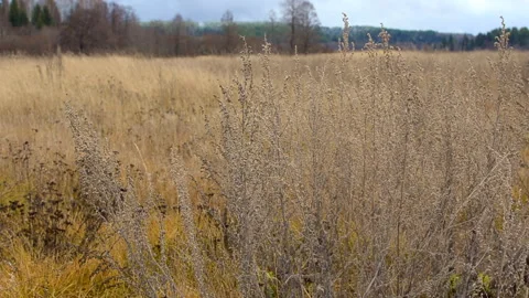 Autumn meadows Stock Footage 291241757