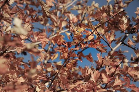 Autumn mess Foto stock
