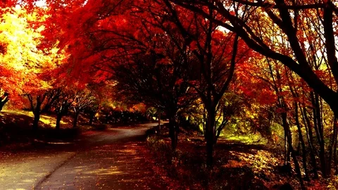 The autumn in the middle of: 스톡 동영상 80148972