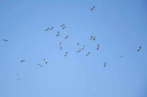 Autumn migration of the stork. Stock Photos