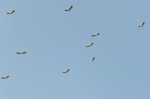 Autumn migration of the stork. Stock Photos
