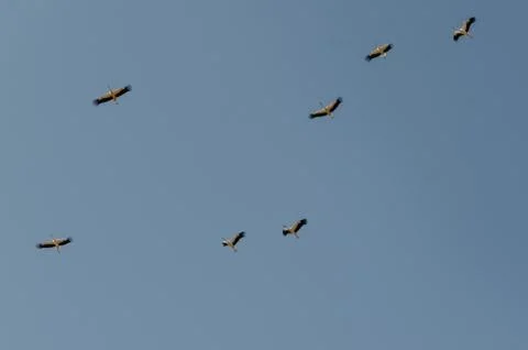 Autumn migration of the stork. Stock Photos