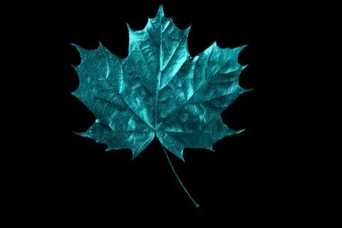 Autumn mint maple leaf on a black background Stockfoto's
