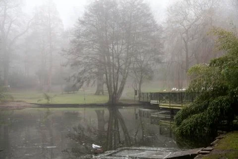 Autumn mist over the lake full of birds Stock Photos