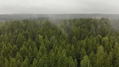 Autumn mists emanating from green coniferous trees firs in the forest Vídeo Stock 118739629
