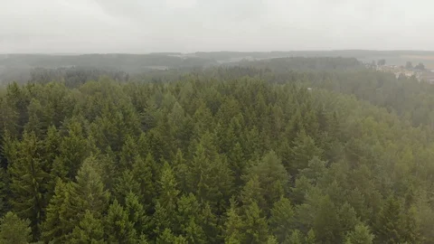 Autumn mists emanating from green coniferous trees firs in the forest Vidéo 118815783