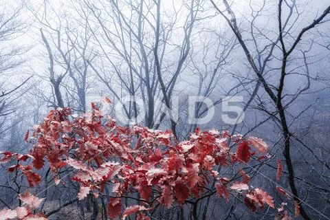 Autumn misty forest in the Demerdzhi mountain range in the Valley of ghosts Stock Photos