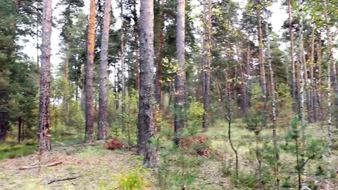 Autumn mixed forest cloudy day Stock Footage 69210843