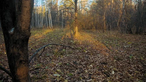 Autumn mixed forest at sunset 库存影片 168291060