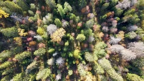 Autumn mixed forest top view . 4K video from the air . Colored trees . Autumn Stock Footage 220301409