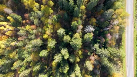 Autumn mixed forest top view . 4K video from the air . Colored trees . Autumn Stock Footage 220301452