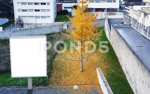 Autumn Mockup Plantilla PSD